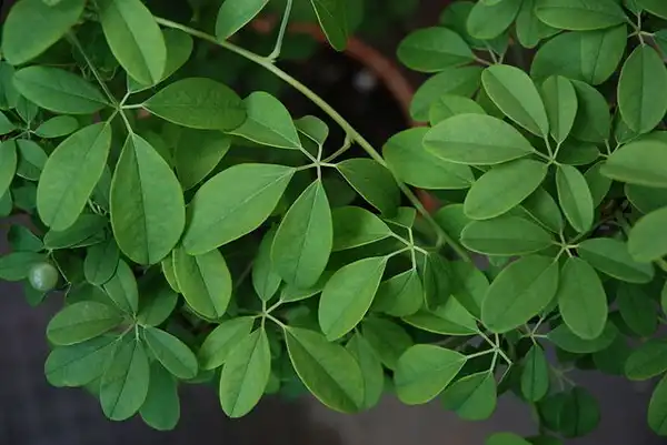 Фото Akebia quinata - Close up of palmately compound leaves:monado