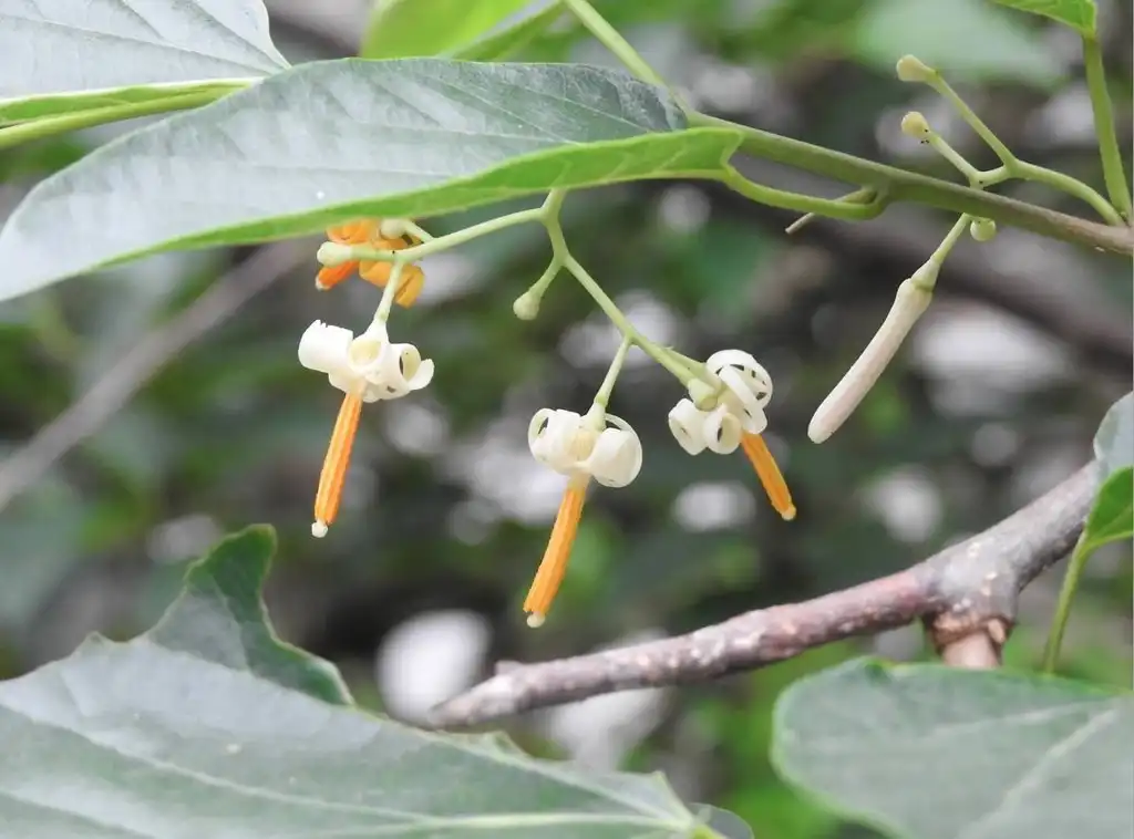 Photo of Alangium chinense (Alangium chinenses)