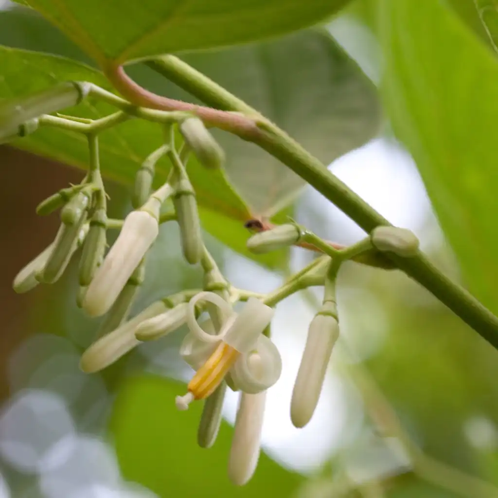 Photo of Alangium chinense (Alangium chinenses)