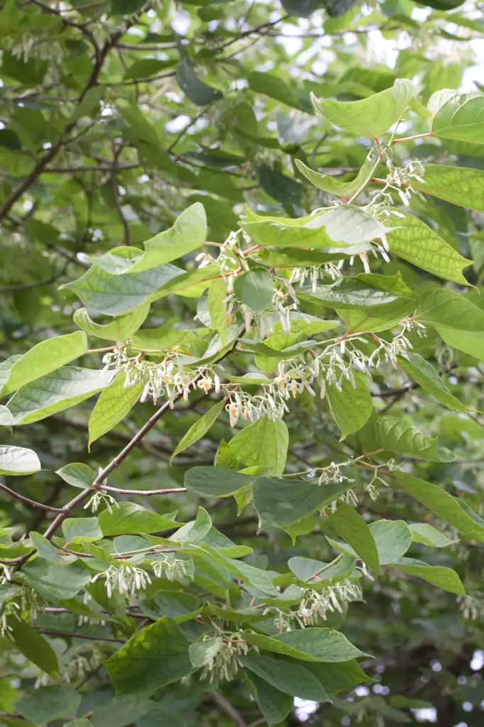 Photo of Alangium chinense - Branch:Denis.prévôt