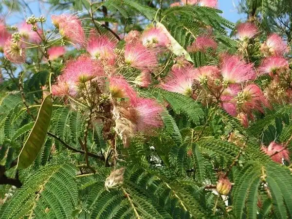 Фото Albizia julibrissin (Albizia julibrissins)
