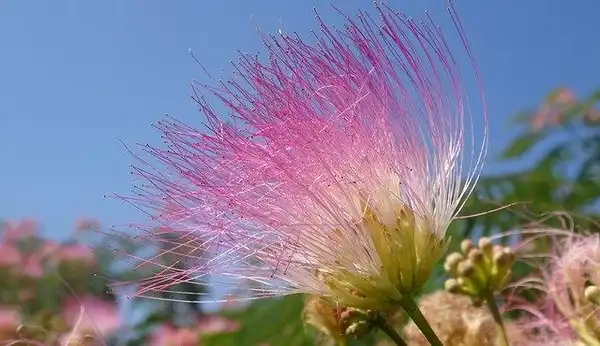 Фото Albizia julibrissin (Albizia julibrissins)