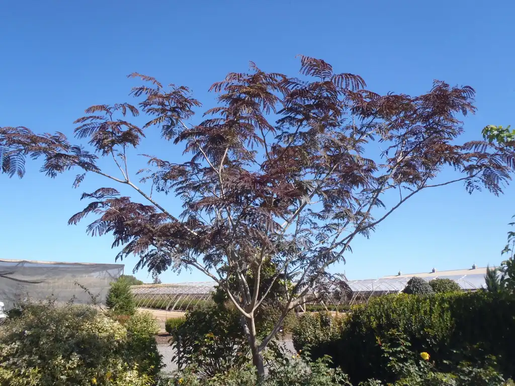 Фото Albizia julibrissin - 'Merlot' Form:Jim Robbins