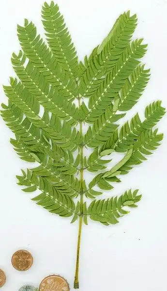 Фото Albizia julibrissin - Albizia julibrissin leaf detail:Maggie