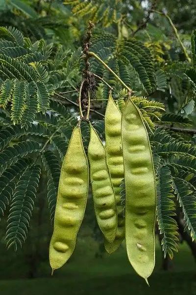 Фото Albizia julibrissin - Albizia julibrissin seed pods:Katja Schulz