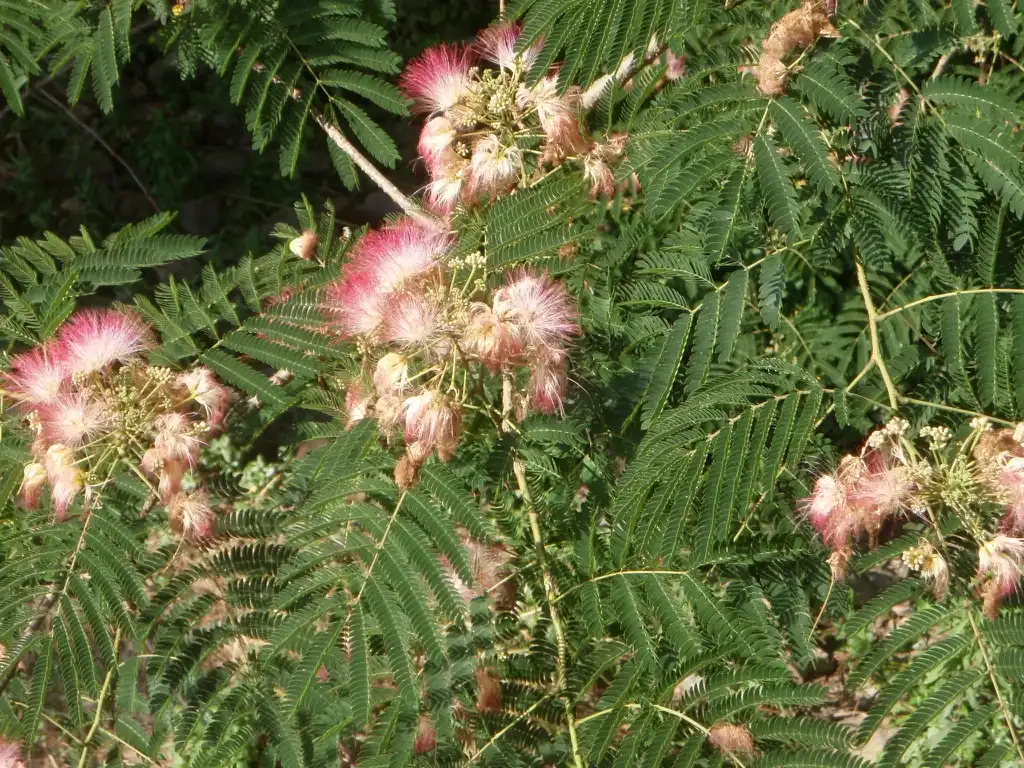 Фото Albizia julibrissin - Albizia julibrissin Leaves and Flower:Jim Robbins