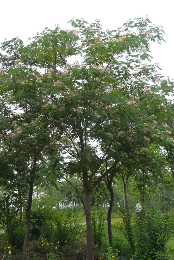 Фото Albizia julibrissin - Tree:Jim Robbins