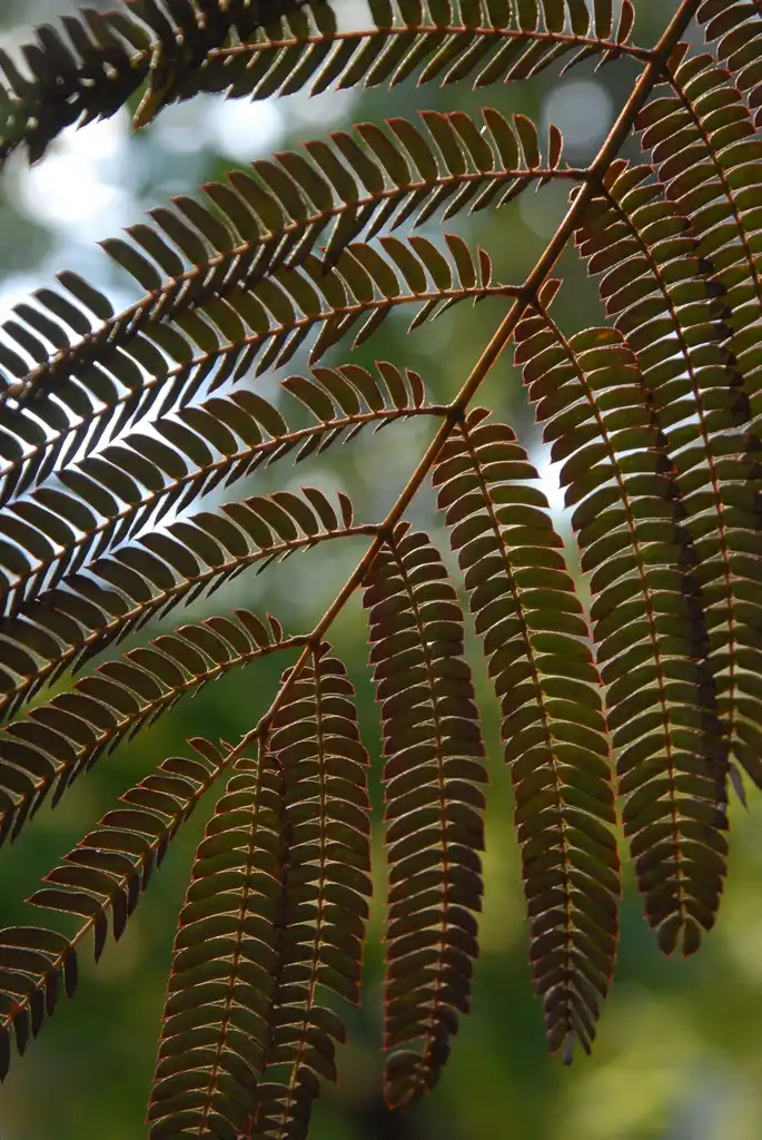 Фото Albizia julibrissin - 'Summer Chocolate' Leaves:Jim Robbins
