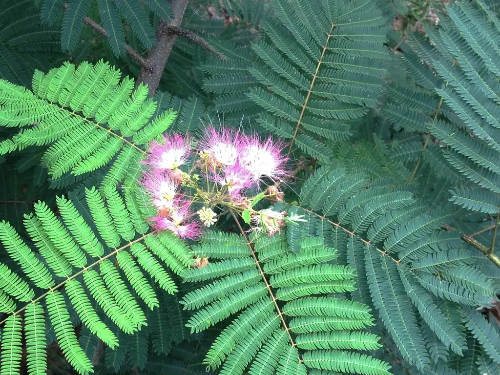 Фото Albizia julibrissin - Flower and Leaves Top View:Jim Robbins