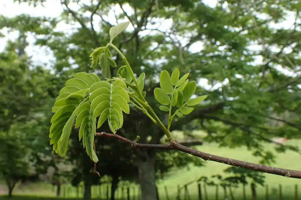 Фото Albizia kalkora (Albizia kalkoras)