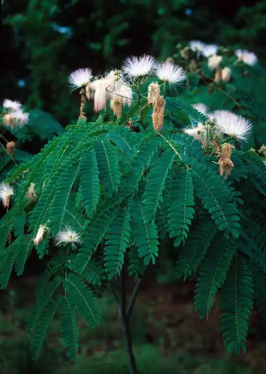 Фото Albizia kalkora (Albizia kalkoras)
