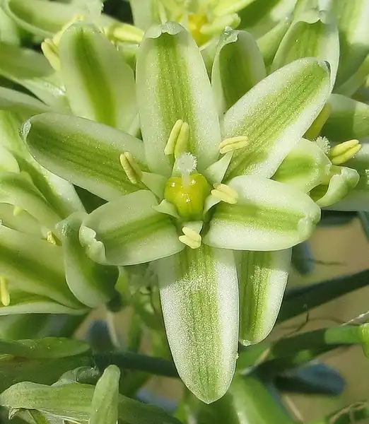 Photo of Albuca (Albucas)