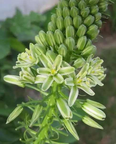 Photo of Albuca (Albucas)