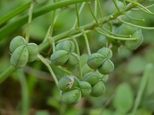 Photo of Albuca - Albuca seiner:Bernard Dupont