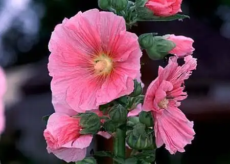 Foto de Alcea rosea (Alcea roseas)