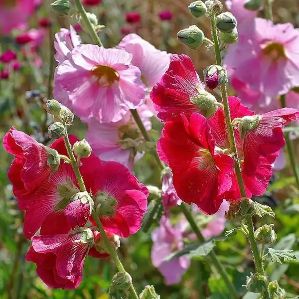 Foto de Alcea rosea (Alcea roseas)
