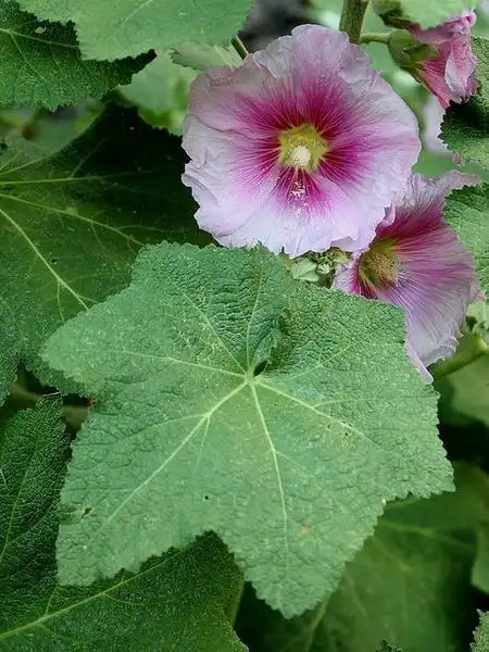 Foto de Alcea rosea - :Mauricio Mercadante