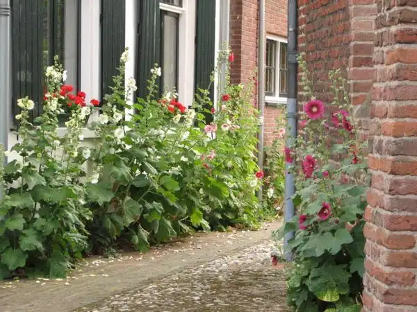 Foto de Alcea rosea - :Jay Dot