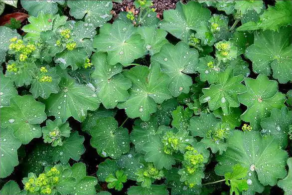 Photo of Alchemilla mollis (Alchemilla molliss)
