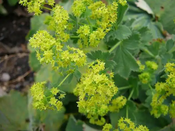 Photo of Alchemilla mollis (Alchemilla molliss)