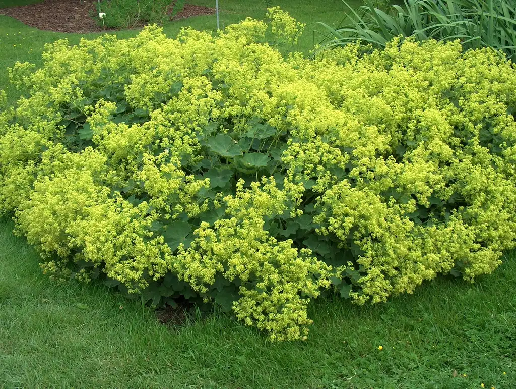 Photo of Alchemilla mollis - Full Form:Anneli Salo