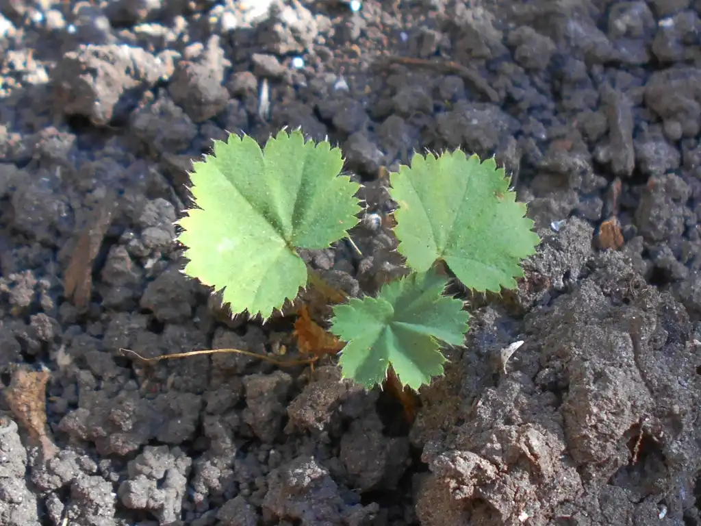 Photo of Alchemilla mollis - Juvenile form:Salicyna