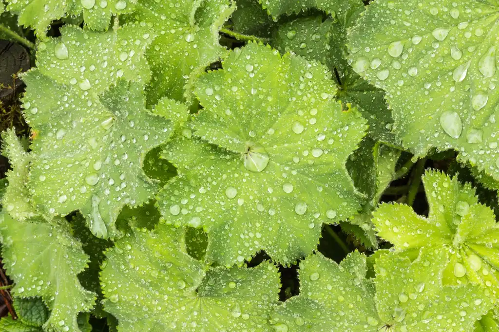 Photo of Alchemilla mollis - Leaves Close-up:Dominicus Johannes Bergsma