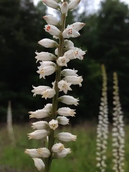 Фото Aletris farinosa (Aletris farinosas)