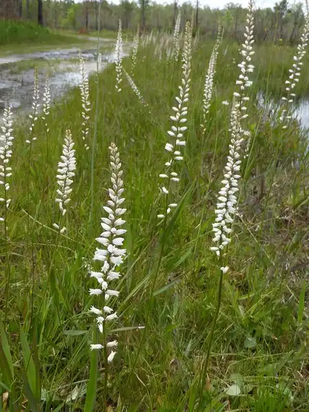 Фото Aletris farinosa (Aletris farinosas)