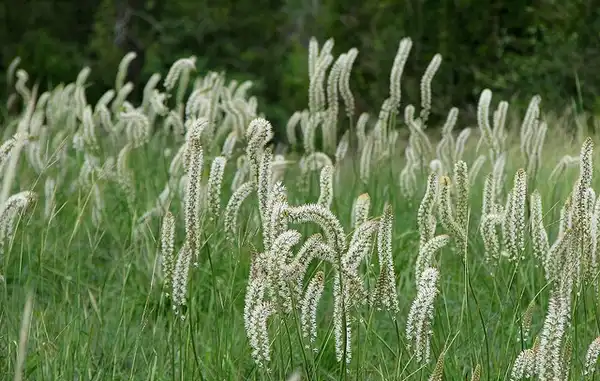 Фото Aletris farinosa - In a meadow.:mlhradio