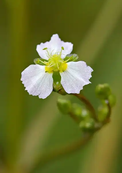 Photo of Alisma plantago-aquatica (Alisma plantago-aquaticas)