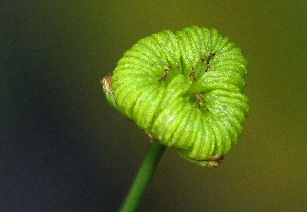 Photo of Alisma plantago-aquatica (Alisma plantago-aquaticas)