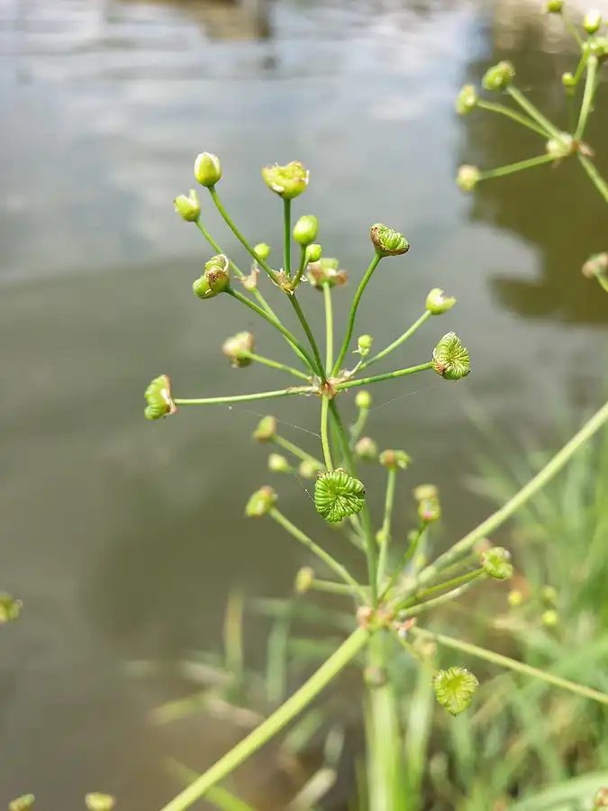Photo of Alisma plantago-aquatica - Inflorescence:Stefan Lefnaer