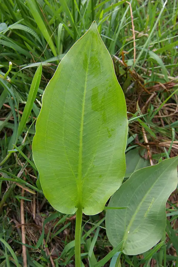 Photo of Alisma plantago-aquatica - Leaf Blade:Christian Fischer