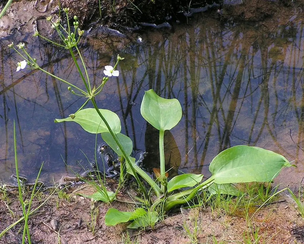 Photo of Alisma plantago-aquatica - Whole plant:Bff Wikipedia Commons
