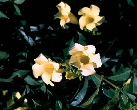 Photo of Allamanda cathartica (Allamanda catharticas)