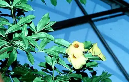Photo of Allamanda cathartica (Allamanda catharticas)