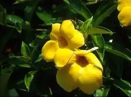 Photo of Allamanda cathartica - :