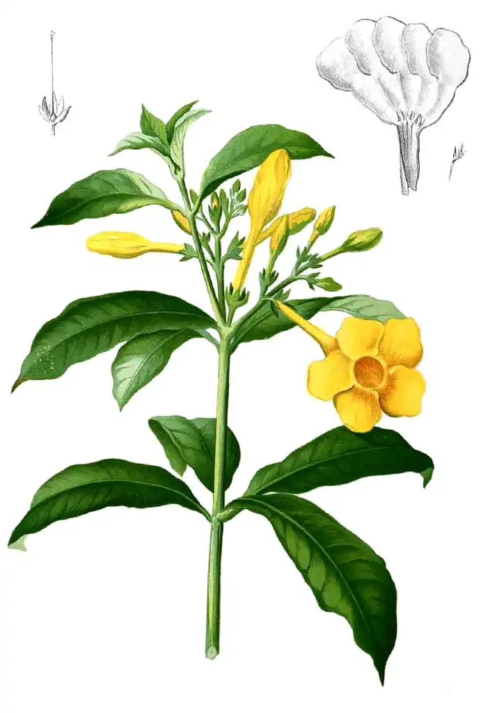 Photo of Allamanda cathartica - Illustration:Francisco Manuel Blanco