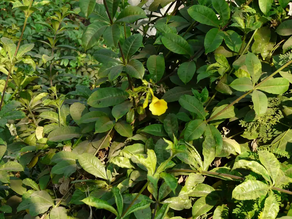 Photo of Allamanda cathartica - Leaves:Dinesh Valke