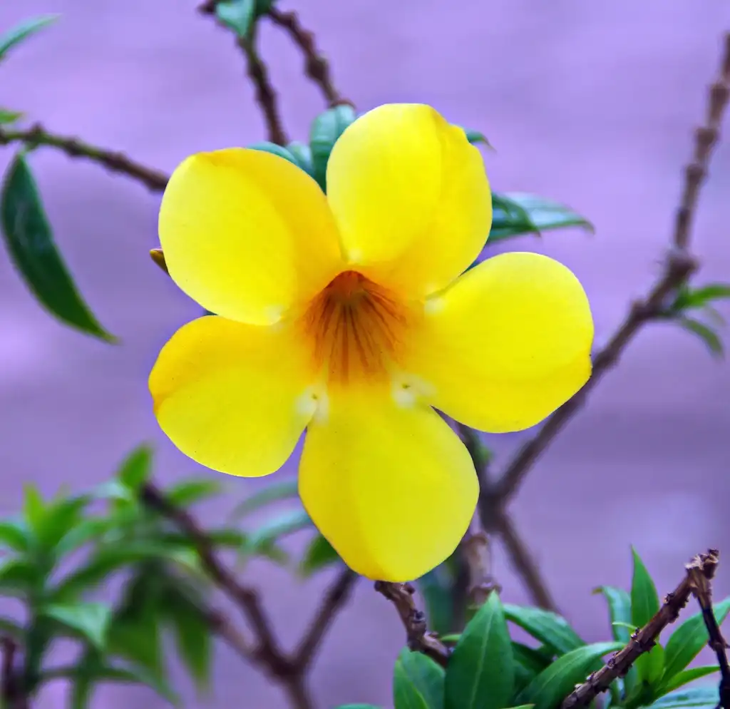 Photo of Allamanda cathartica - Flower:Dezalb