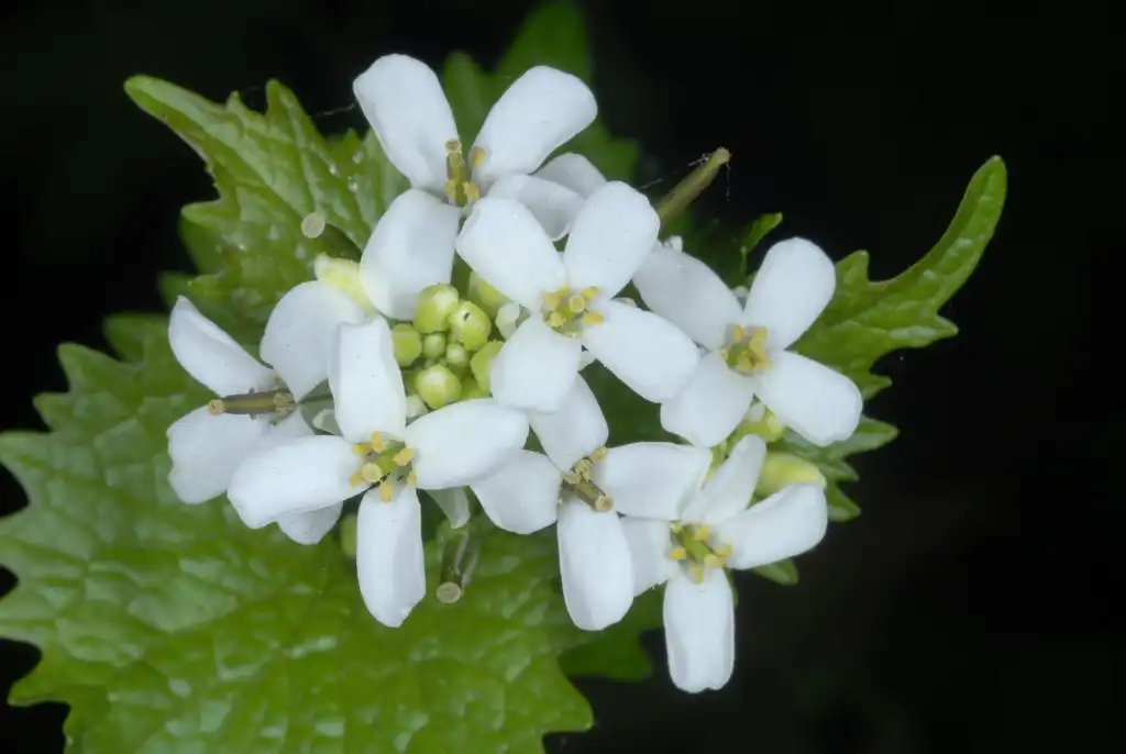 Foto de Alliaria petiolata (Alliaria petiolatas)