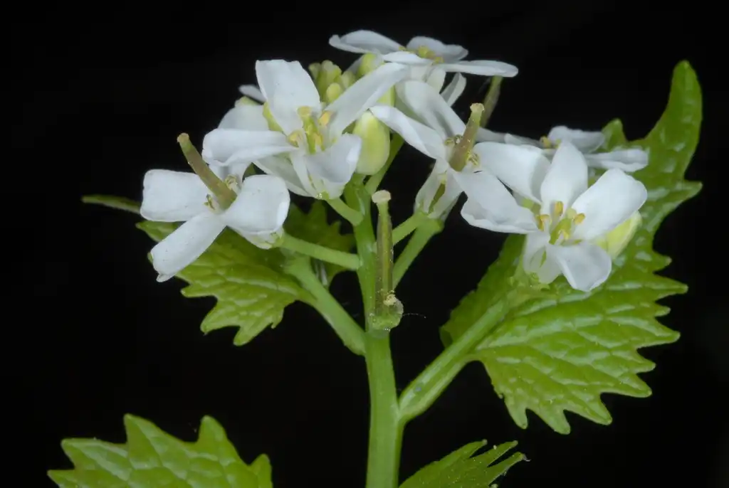 Foto de Alliaria petiolata (Alliaria petiolatas)