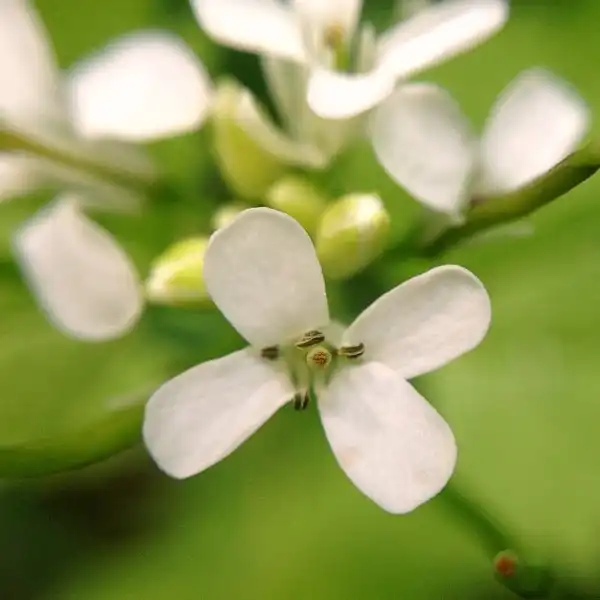 Foto de Alliaria petiolata - Flower close up:retemirabile