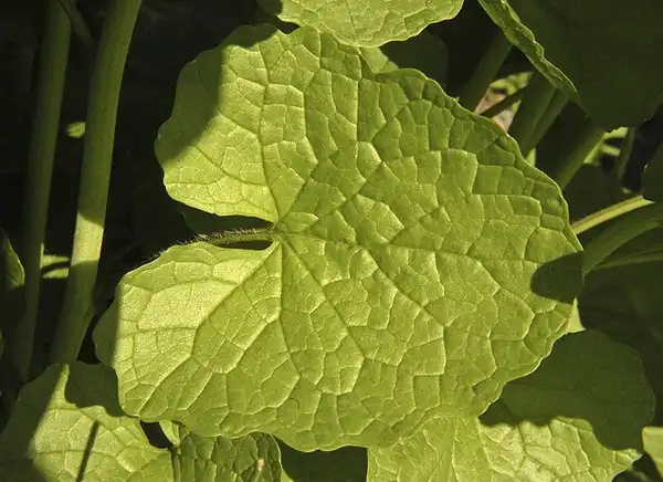 Foto de Alliaria petiolata - Leaf close up:Frank Mayfield