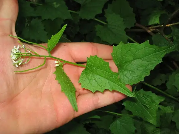 Foto de Alliaria petiolata - Leaves:Michael Wunderli