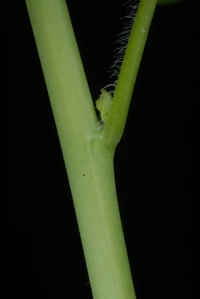 Foto de Alliaria petiolata - (Cocke County, TN)-Mid Spring:Douglas Goldman, USDA
