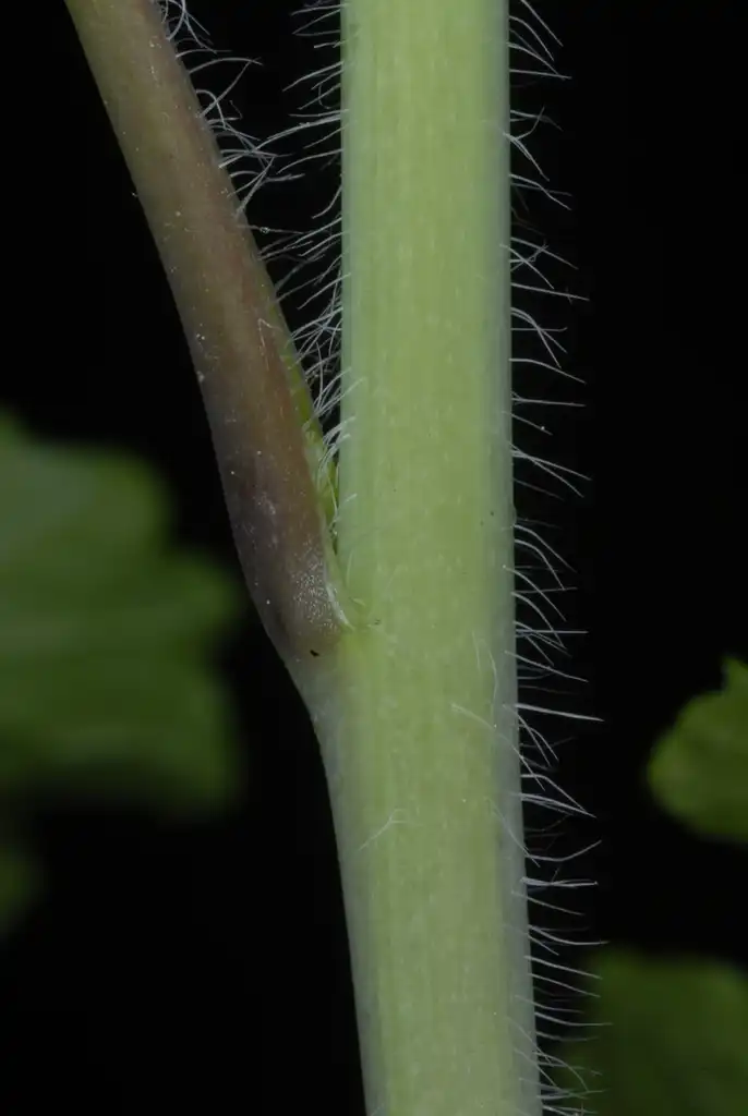 Foto de Alliaria petiolata - (Cocke County, TN)-Mid Spring:Douglas Goldman, USDA