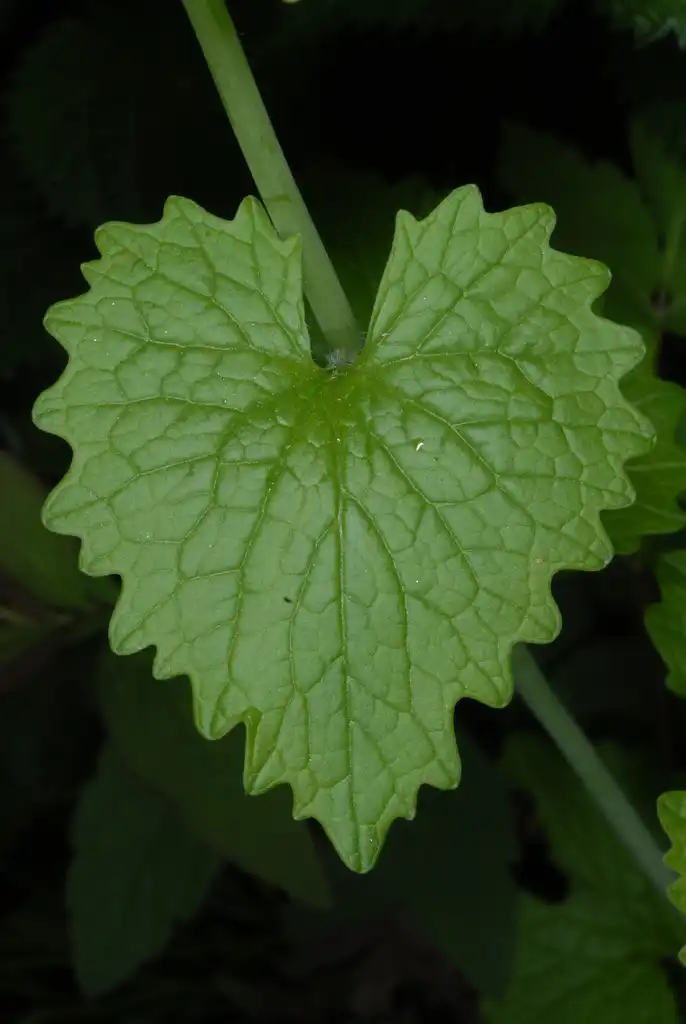 Foto de Alliaria petiolata - (Cocke County, TN)-Mid Spring:Douglas Goldman, USDA