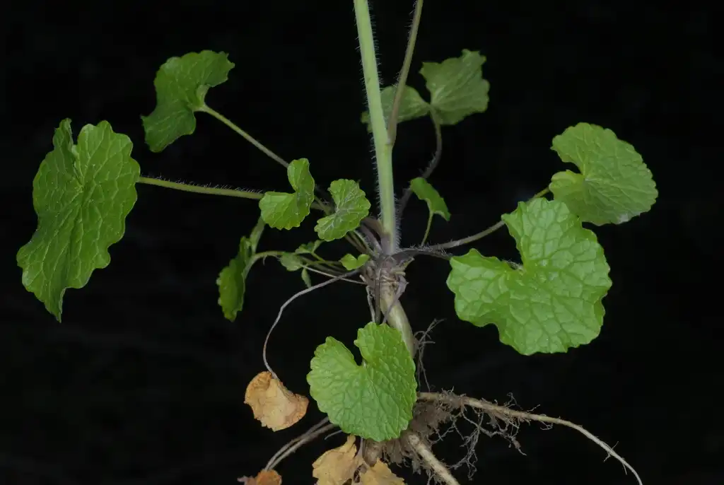 Foto de Alliaria petiolata - (Cocke County, TN)-Mid Spring:Douglas Goldman, USDA